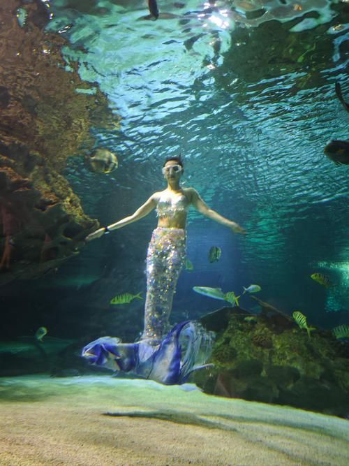 蚌山龍魚水族館的口碑如何，蚌山龍魚水族館口碑如何