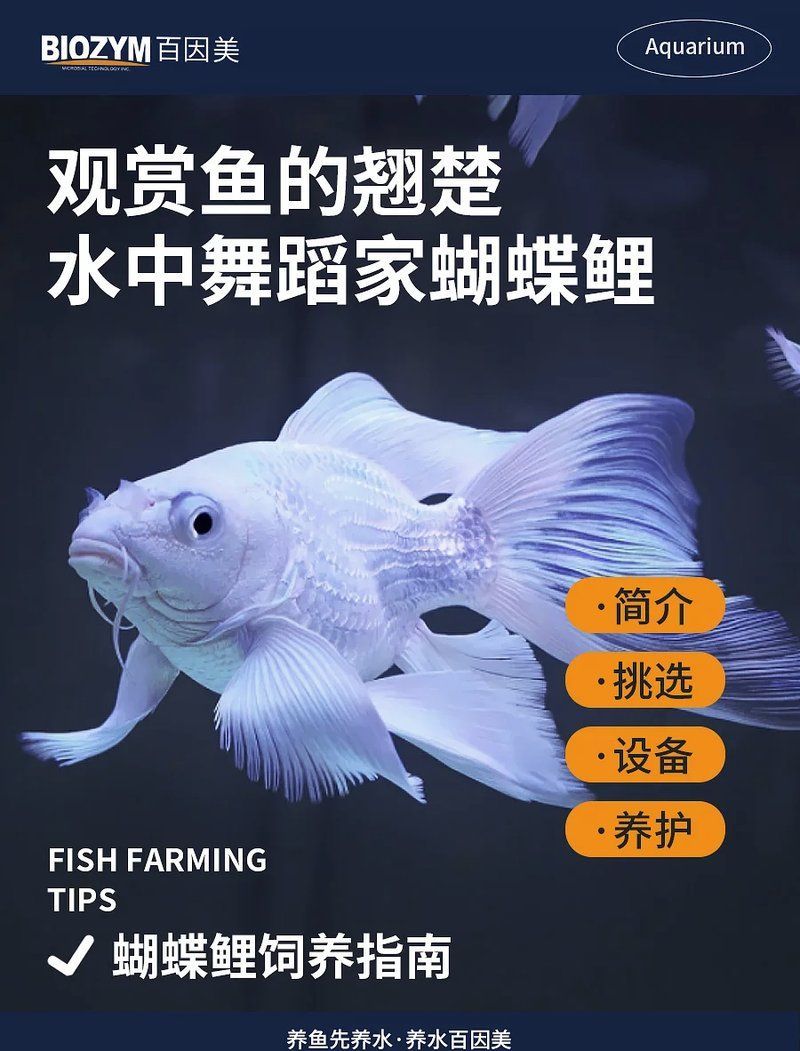 蝴蝶鯉適合什么環(huán)境？，pimephalespromephalespromephalespromelas