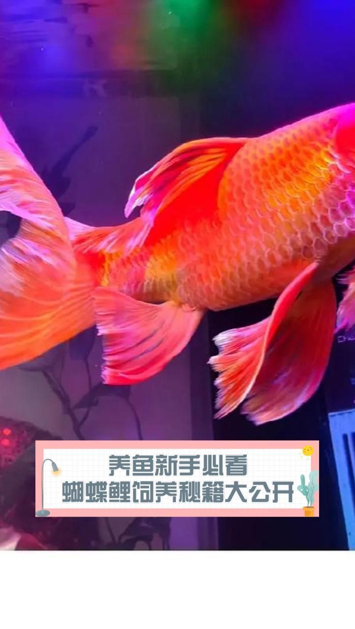 蝴蝶鯉適合什么環(huán)境？，pimephalespromephalespromephalespromelas