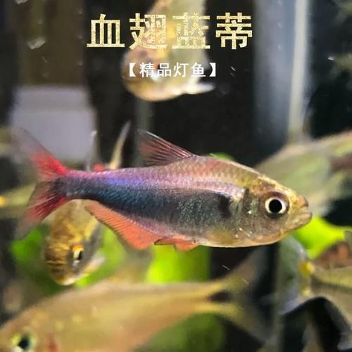 胭脂孔雀龍魚的飼養方法，胭脂孔雀龍魚飼養