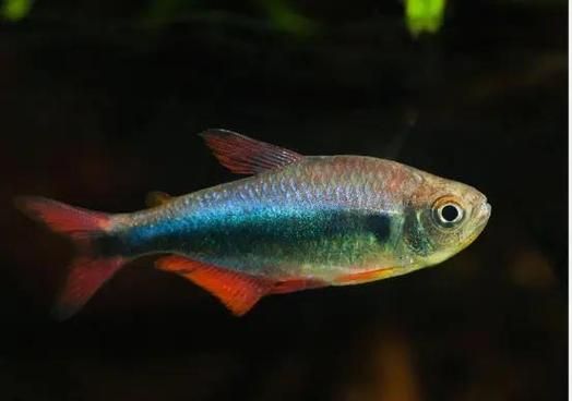 胭脂孔雀龍魚的飼養方法，胭脂孔雀龍魚飼養