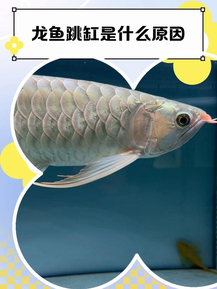 金龍魚跳缸有哪些征兆？，金龍魚跳缸有哪些征兆