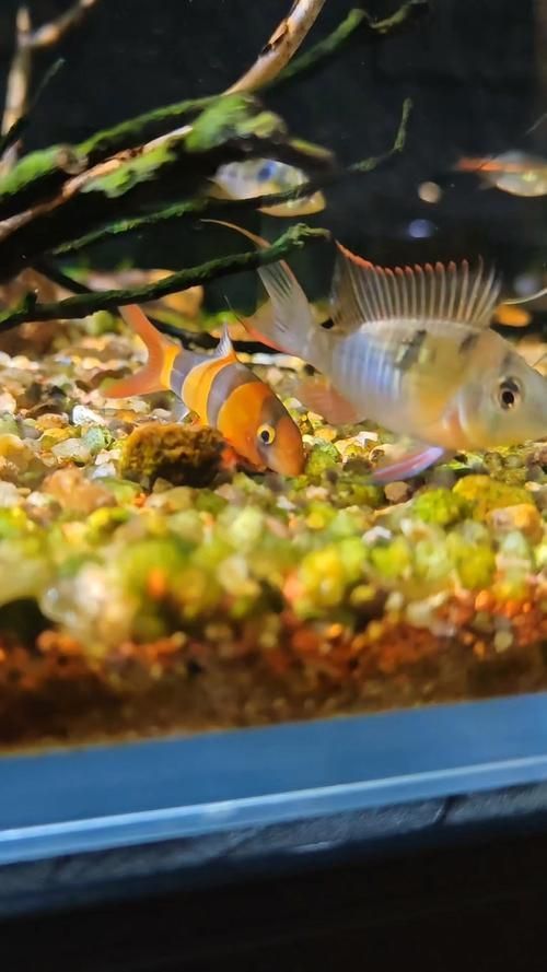 三間鼠魚多久不喂都不會餓死