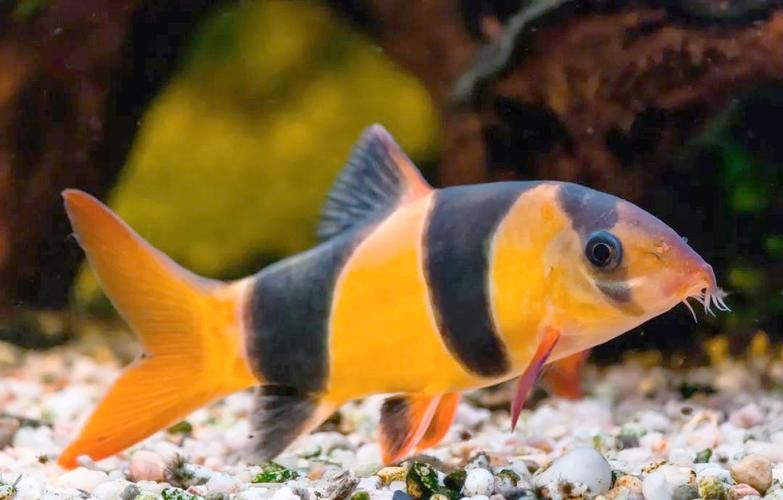 三間鼠魚多久不喂都不會餓死