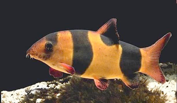 三間鼠魚多久不喂都不會餓死