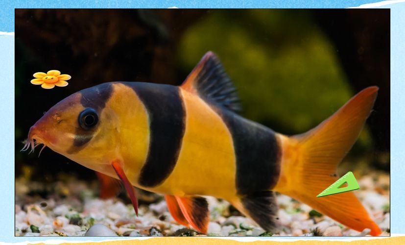 三間鼠魚多久不喂都不會餓死