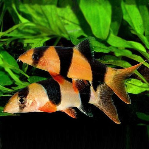 三間鼠魚多久不喂都不會餓死