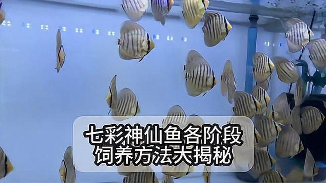七彩神仙魚多久喂一次合適？，七彩神仙魚分階段喂食計(jì)劃表
