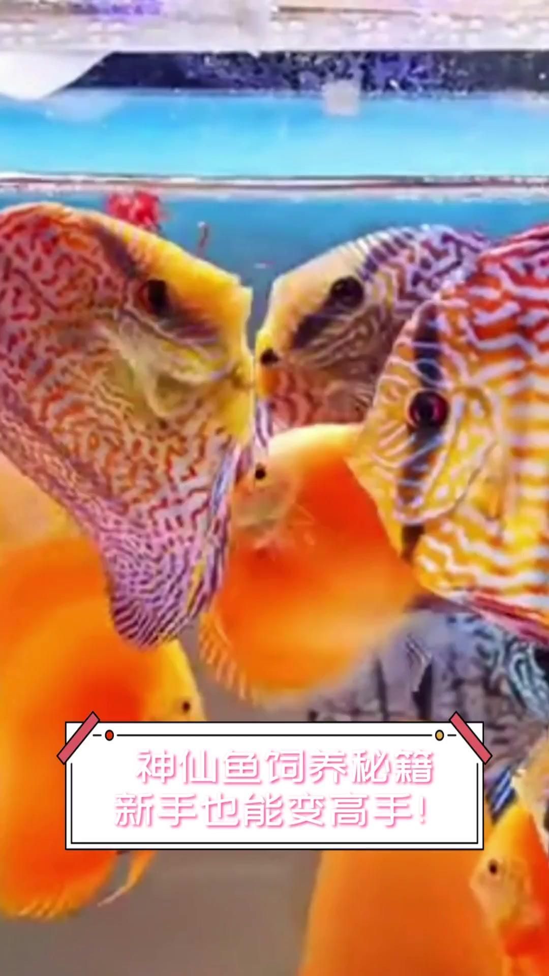 七彩神仙魚多久喂一次合適？，七彩神仙魚分階段喂食計(jì)劃表