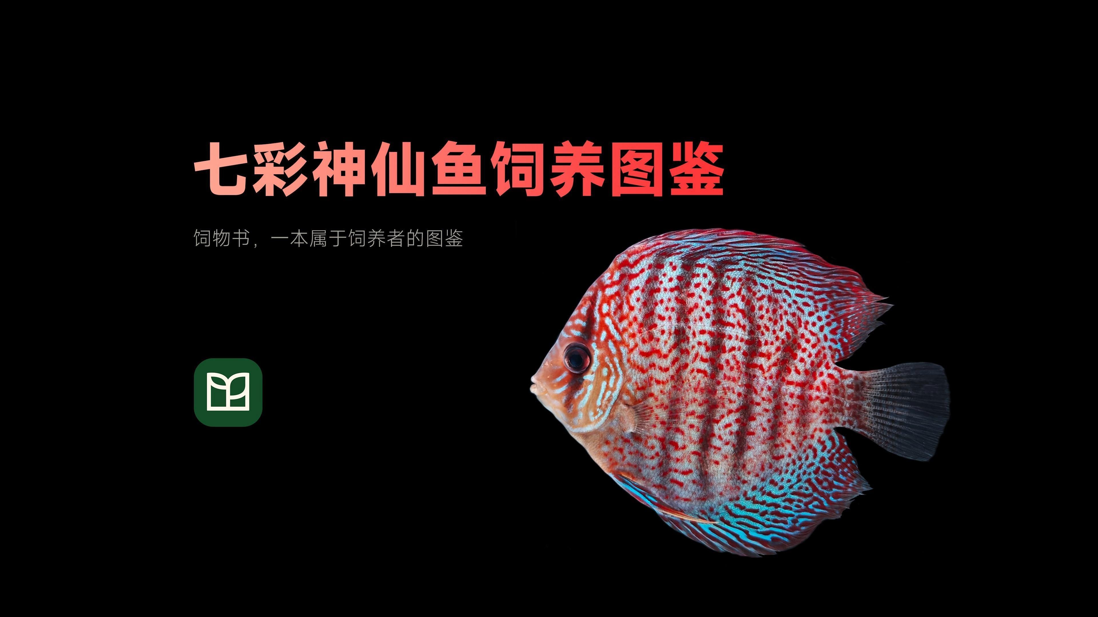 七彩神仙魚多久喂一次合適？，七彩神仙魚分階段喂食計(jì)劃表