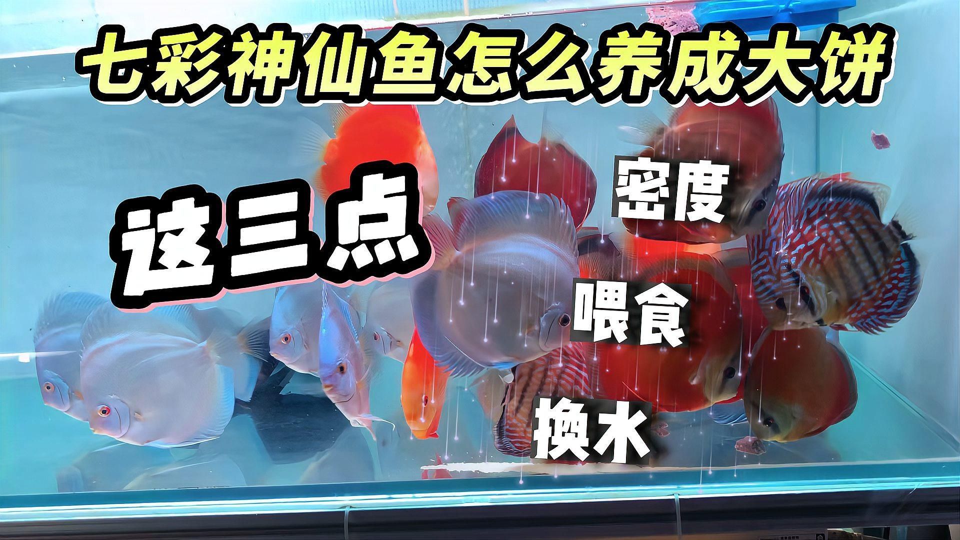 七彩神仙魚多久喂一次合適？，七彩神仙魚分階段喂食計(jì)劃表