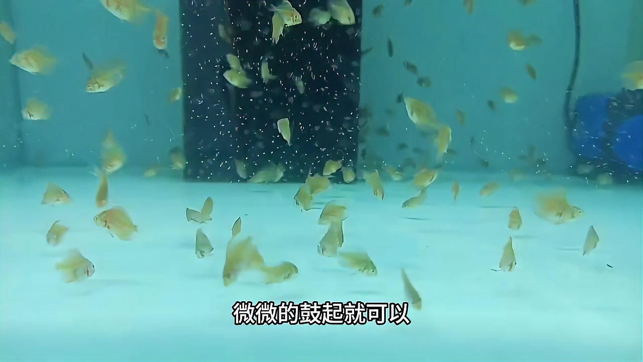 七彩神仙魚多久喂一次合適？，七彩神仙魚分階段喂食計(jì)劃表