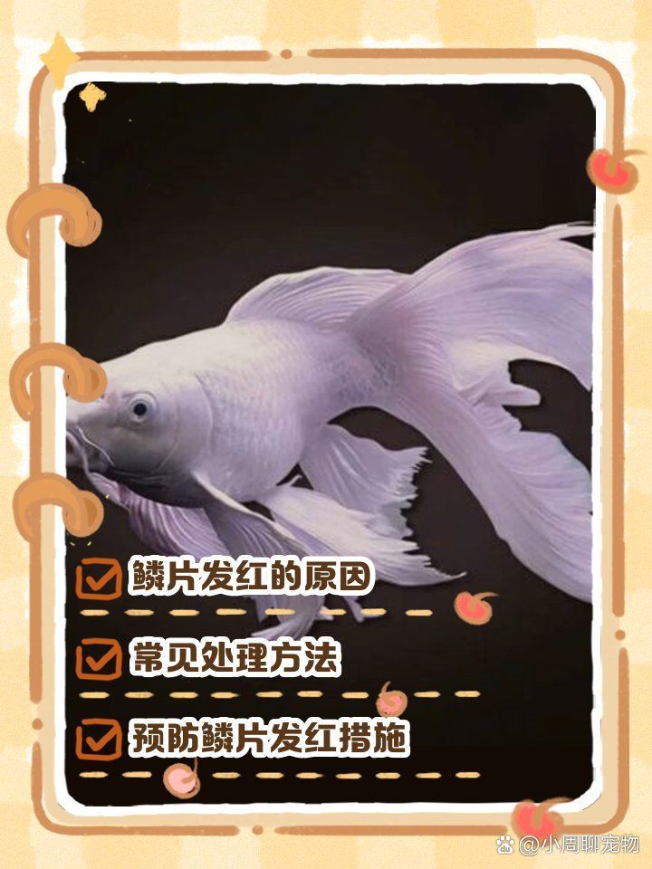 如何預防蝴蝶鯉魚鱗充血的發生，蝴蝶鯉魚鱗充血是一種常見但需警惕的健康信號
