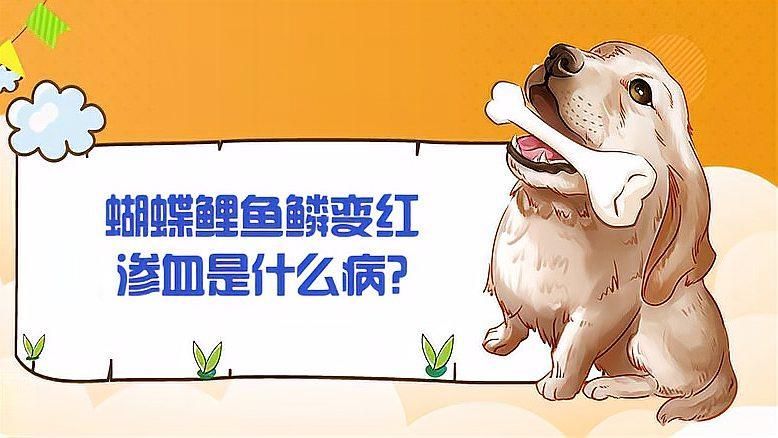 如何預防蝴蝶鯉魚鱗充血的發生，蝴蝶鯉魚鱗充血是一種常見但需警惕的健康信號