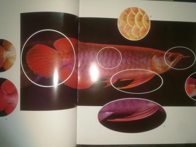 給我推薦一些寧國龍魚的幼魚，關于寧國龍魚幼魚的一些建議