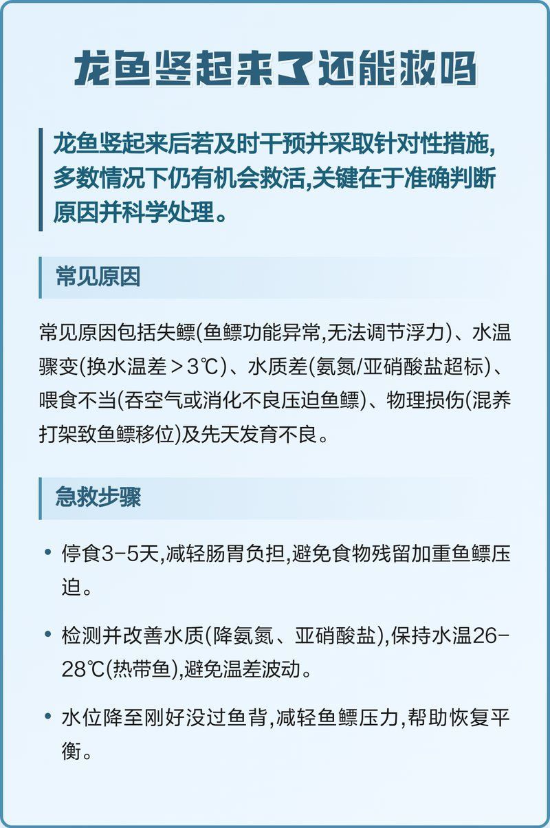 龍魚魚鱗立起來后還能恢復嗎？，龍魚魚鱗立起來了還能救嗎？