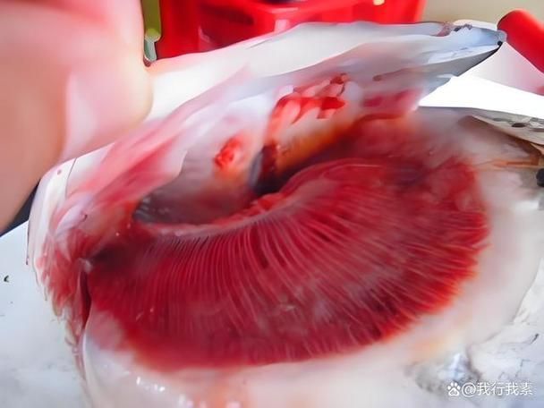 如何判斷魚鰓是否爛了，arxiv論文助手判斷魚鰓是否爛了