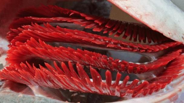 如何判斷魚鰓是否爛了，arxiv論文助手判斷魚鰓是否爛了