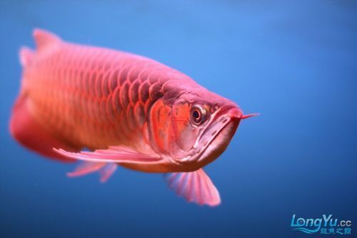 如何鑒別泗水龍魚的品系，如何鑒別泗水龍魚