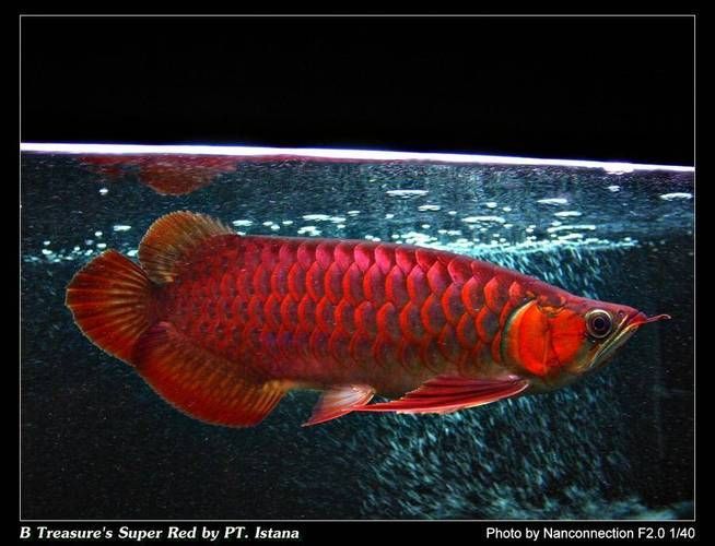 如何鑒別泗水龍魚的品系，如何鑒別泗水龍魚