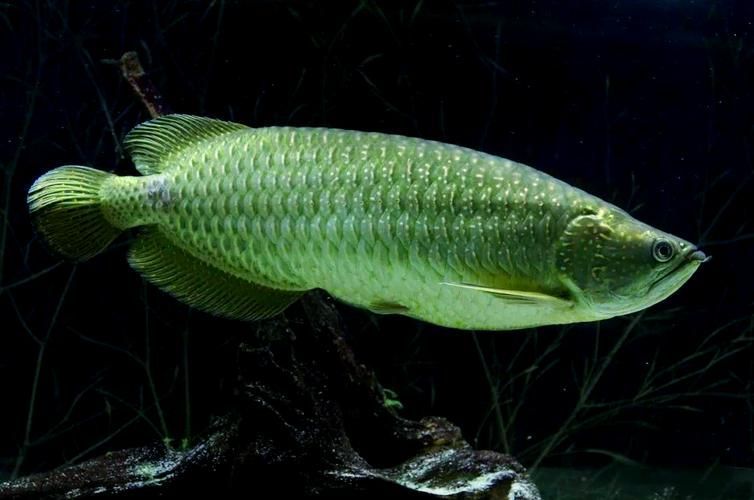 給我一些興寧龍魚的圖片，一些興寧龍魚的圖片