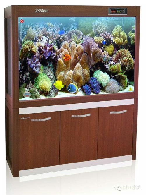 有哪些品牌龍魚魚缸性價比高？ 有哪些品牌龍魚魚缸性價比高？ 龍魚百科 第11張