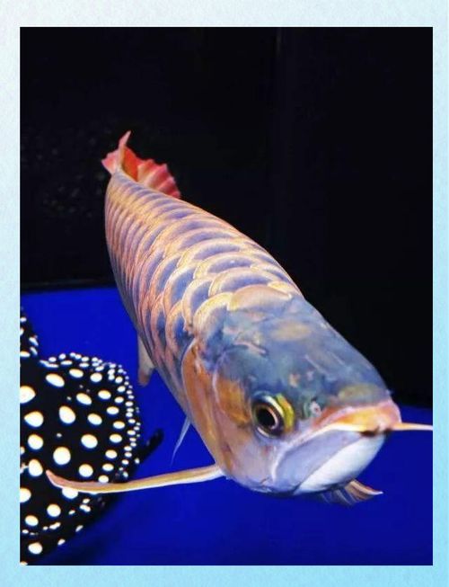 欒城龍魚的市場價格如何，欒城龍魚市場價格受到多種因素影響，欒城龍魚市場價格如何