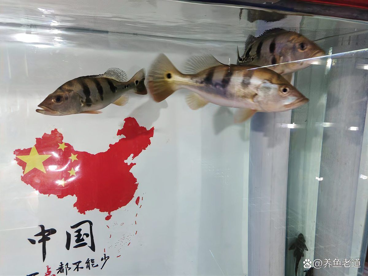 魚缸細菌病毒處理需要多長時間