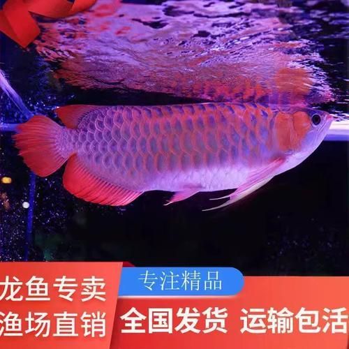 三元龍魚有哪些品系，三元龍魚是什么魚？ 三元龍魚有哪些品系，三元龍魚是什么魚？ 龍魚百科 第5張