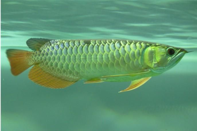 給我一份龍魚等級對照表，權威水族專家講解龍魚等級對比龍魚等級對照表