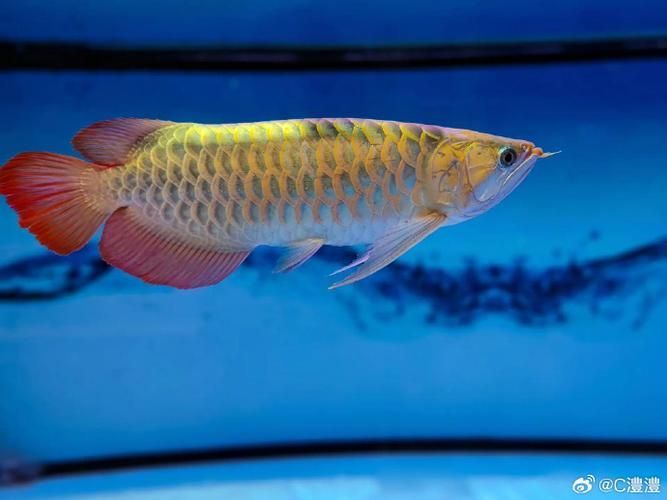 給我一份龍魚等級對照表，權威水族專家講解龍魚等級對比龍魚等級對照表