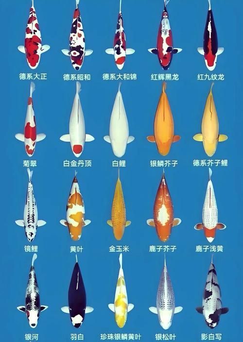 如何判斷觀賞魚品相，如何判斷觀賞魚的健康狀況，如何提升觀賞魚的色彩鮮艷度