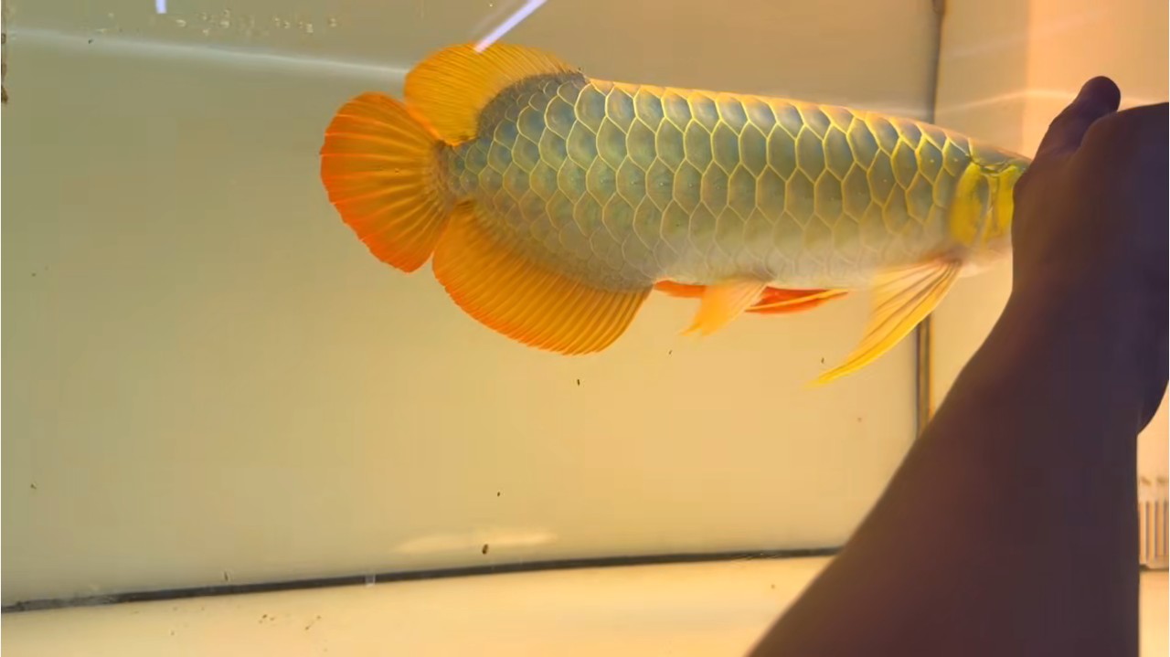 ScreenShot_2026-04-07_091441_767.png 斯巴沃紅龍，一尾定乾坤，斯巴沃紅龍，一尾定乾坤是一篇關于中國神話傳說中的生物 斯巴沃紅龍