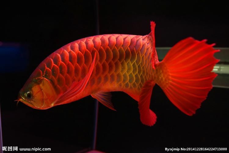 給我一張神龍魚的高清圖片，神龍魚的價格是多少？