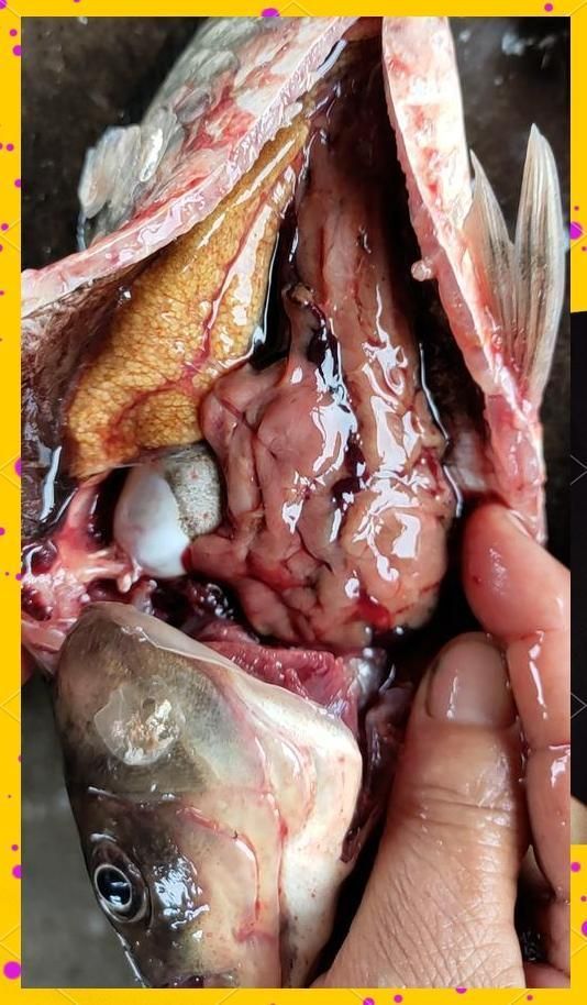 如何預防魚患腹水，如何預防腹水病 如何預防魚患腹水，如何預防腹水病 龍魚百科 第9張