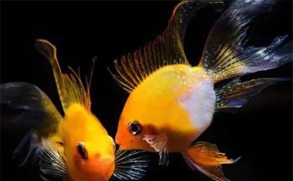 如何預防魚患腹水，如何預防腹水病 如何預防魚患腹水，如何預防腹水病 龍魚百科 第7張