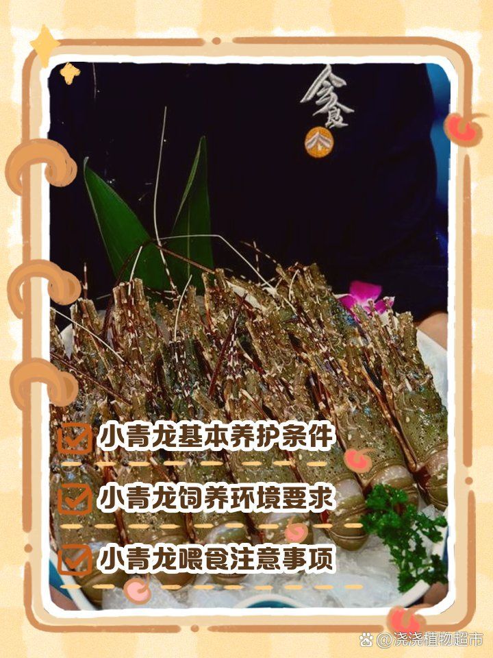 小青龍魚的飼養方法是什么？，小青龍魚的飼養方法