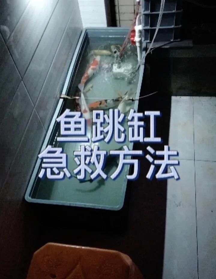 小青龍魚的飼養方法是什么？，小青龍魚的飼養方法