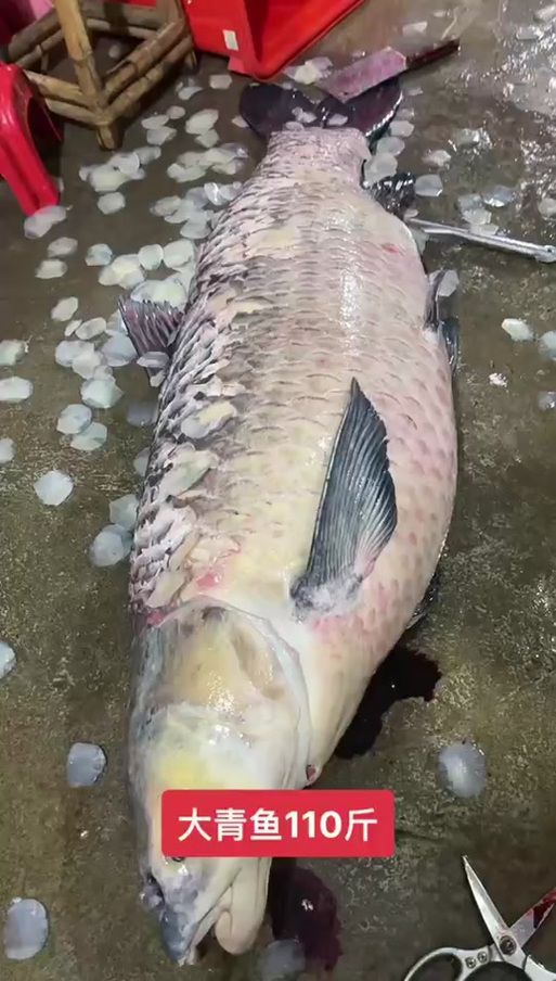 小青龍魚的飼養方法是什么？，小青龍魚的飼養方法
