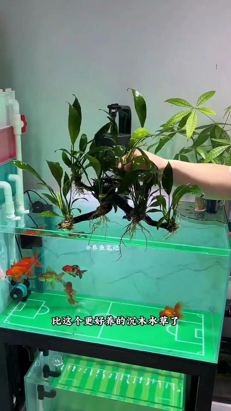 小青龍魚的飼養方法是什么？，小青龍魚的飼養方法