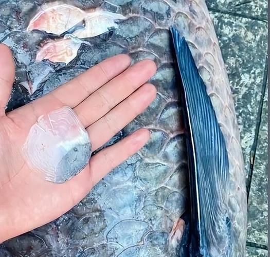 小青龍魚的飼養方法是什么？，小青龍魚的飼養方法