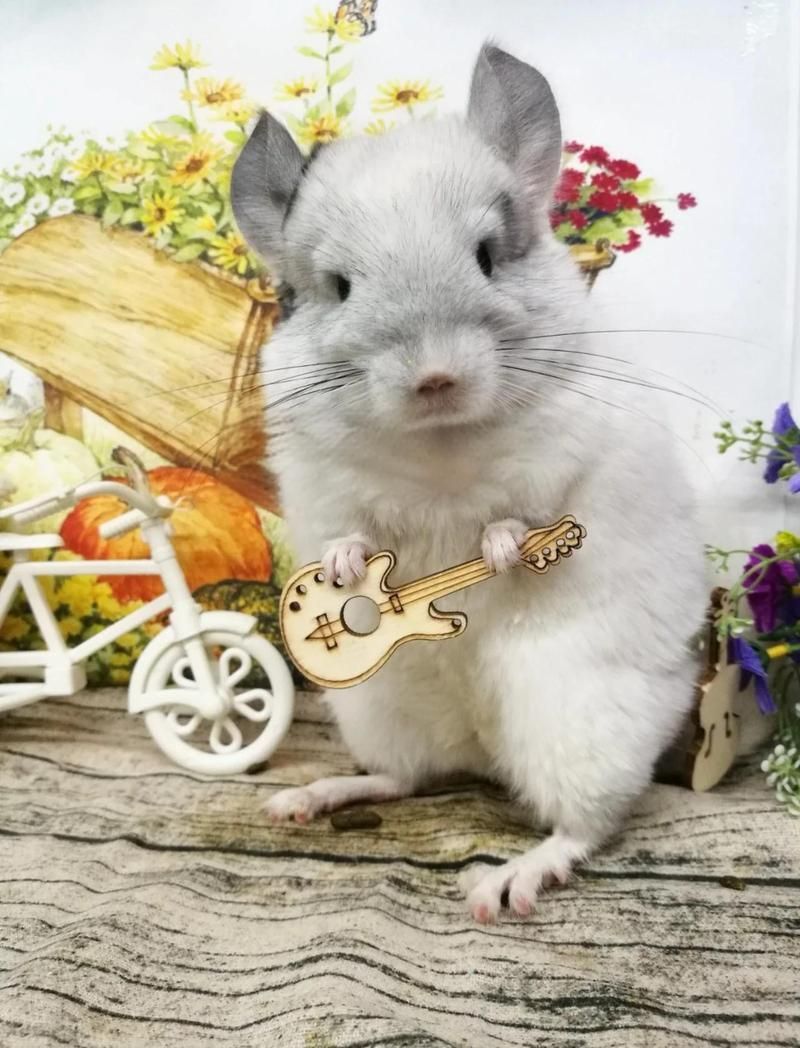 放風時如何防止龍貓誤食，龍貓放風如何防止誤食