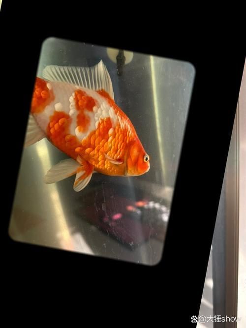 錯(cuò)鱗和亂鱗哪個(gè)更影響品相，觀賞魚鱗片品相評(píng)分對(duì)照表