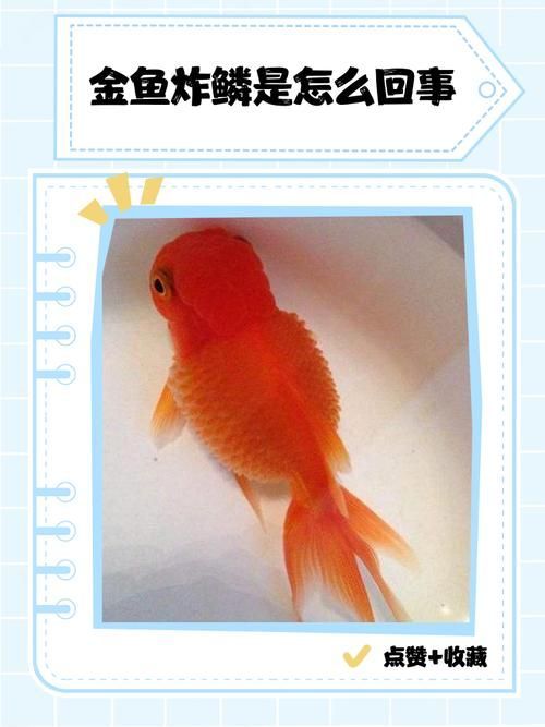 錯(cuò)鱗和亂鱗哪個(gè)更影響品相，觀賞魚鱗片品相評(píng)分對(duì)照表