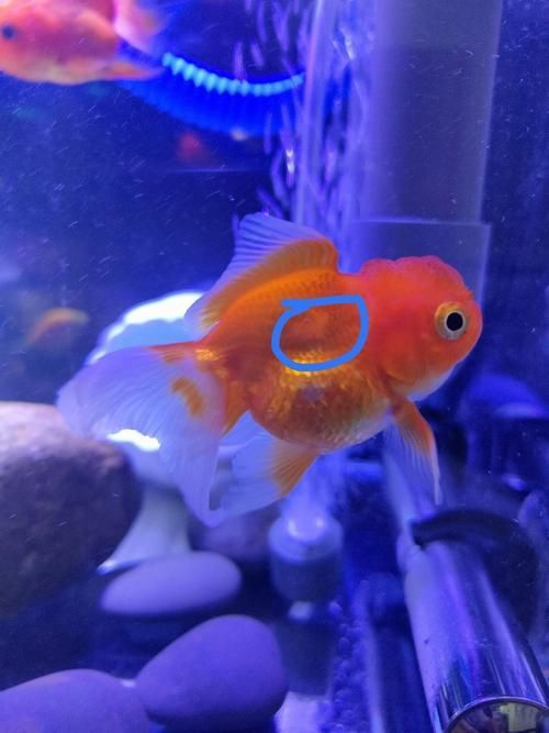錯(cuò)鱗和亂鱗哪個(gè)更影響品相，觀賞魚鱗片品相評(píng)分對(duì)照表