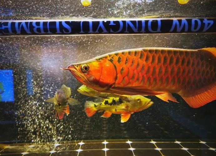 如何正確使用龍魚特效抗菌藥？，如何正確使用龍魚特效抗菌藥