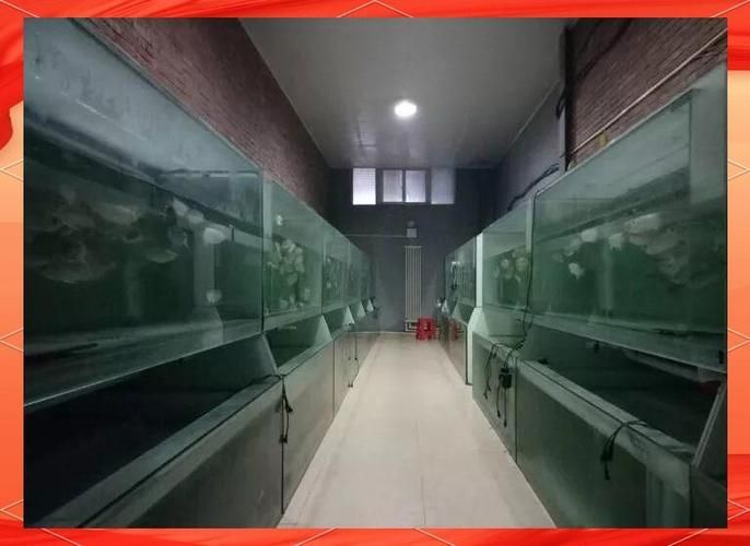 如何正確使用龍魚特效抗菌藥？，如何正確使用龍魚特效抗菌藥