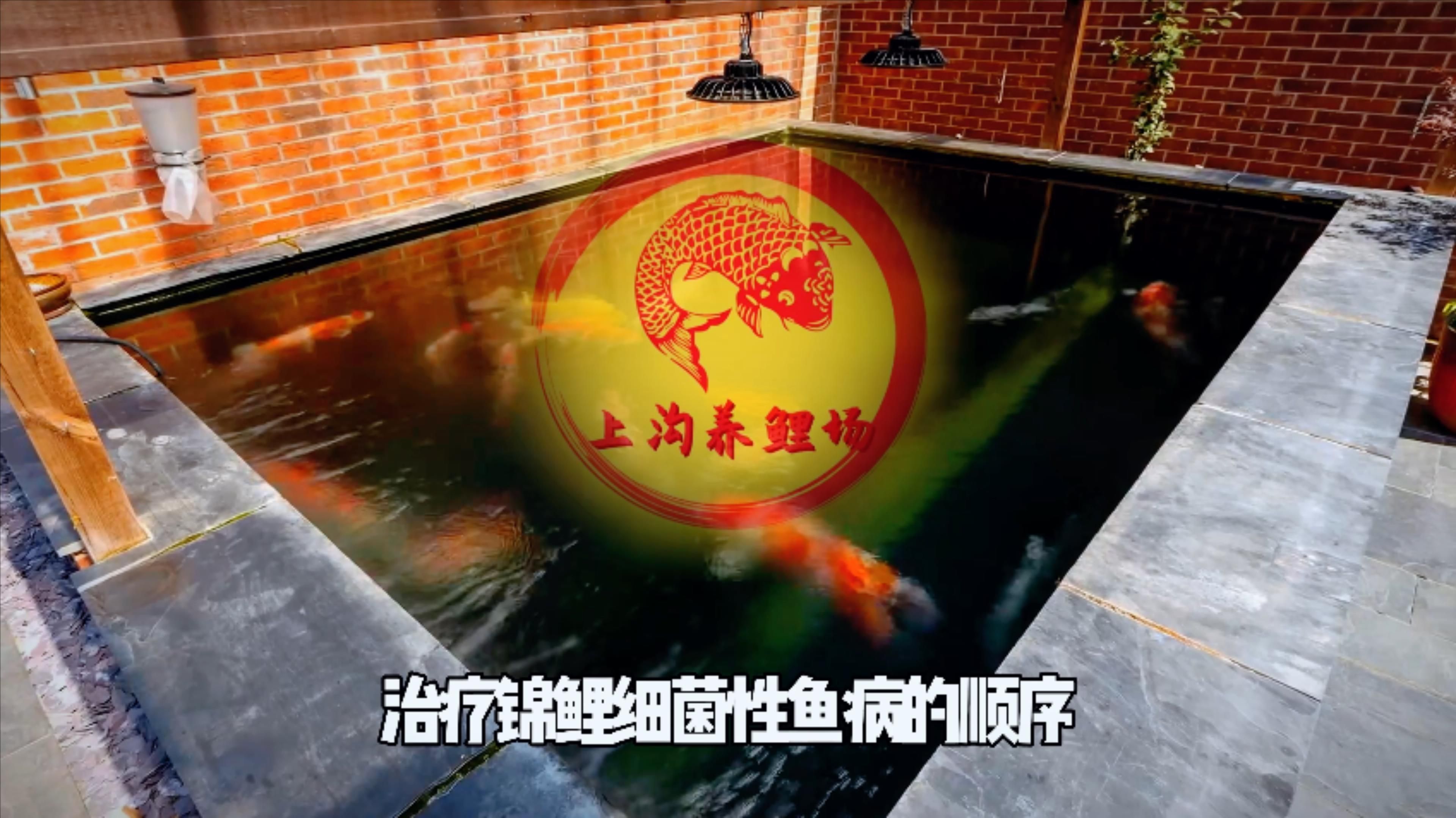 魚缸細菌感染怎么處理，魚缸細菌感染怎么辦