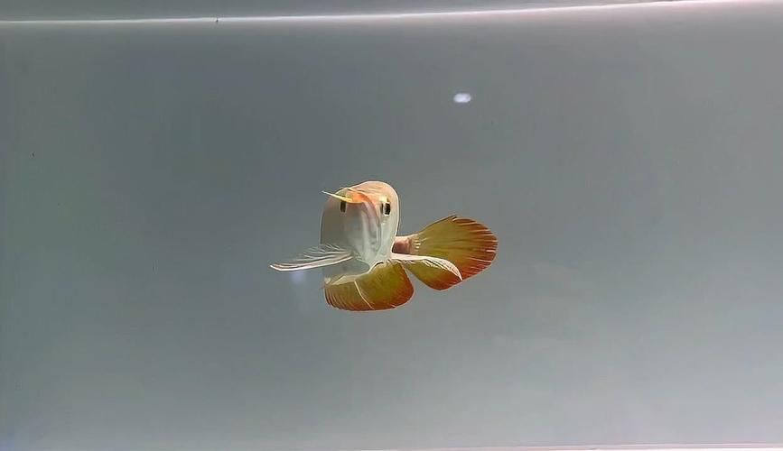 祥龍魚場有哪些明星系列？，祥龍魚場各系列對比表格