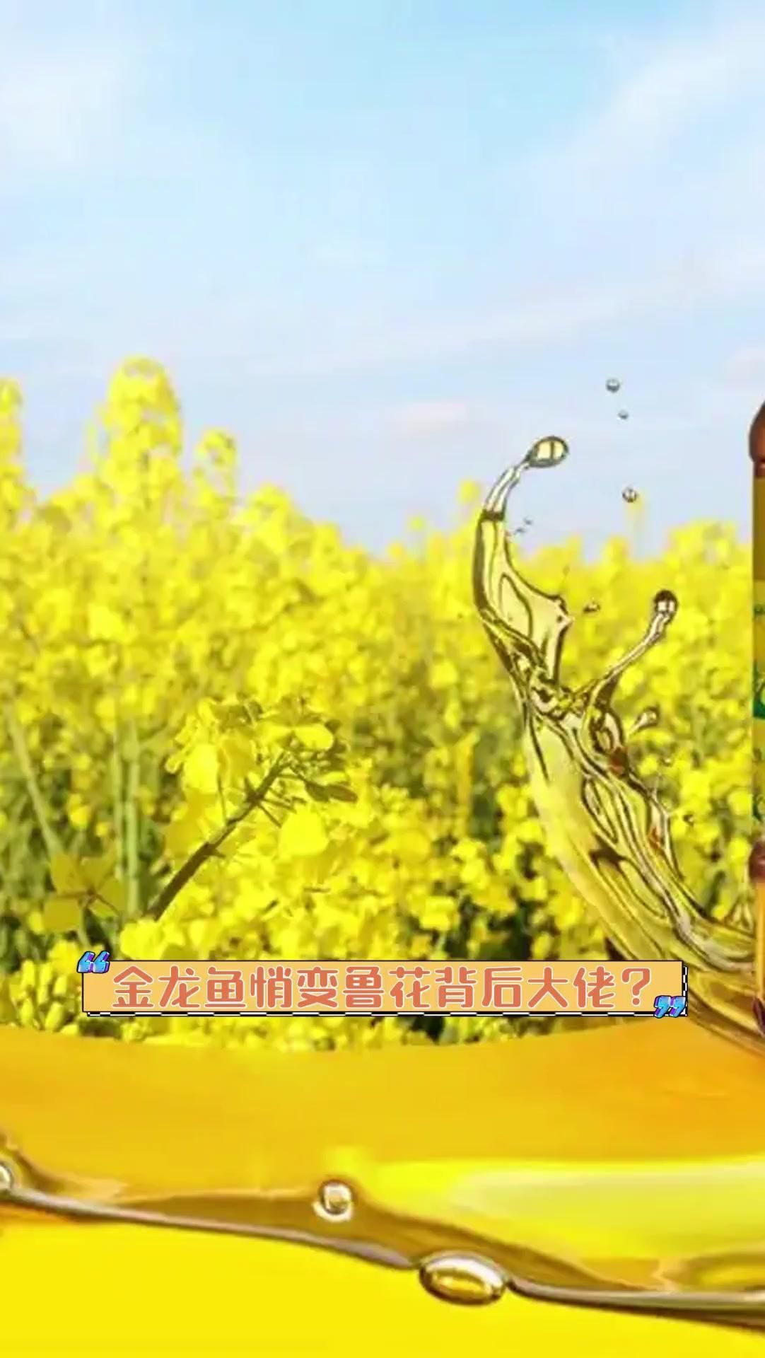 魯花和金龍魚的合作始于何時，魯花與金龍魚悄變
